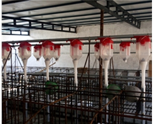 贵州养猪自动化料线